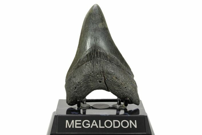 Serrated, Fossil Megalodon Tooth - South Carolina #365748